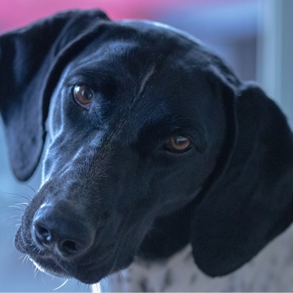 Meet your Posher, Bailey - Picture 9 of 10